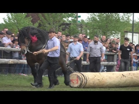 Concurs cu cai de tractiune Horodnic de Sus, Suceava 7.Mai.2017