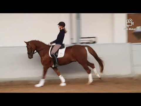 Pferde der Elbmarsch " Quentin "