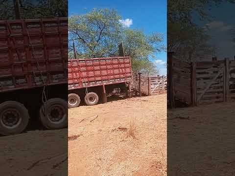 bodocó PE #chapadadoararipe #fazenda #agro