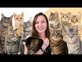 8 Facts You Didn T Know About Tabby Cats