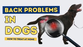 Back Problems in Dogs: How to Treat At Home