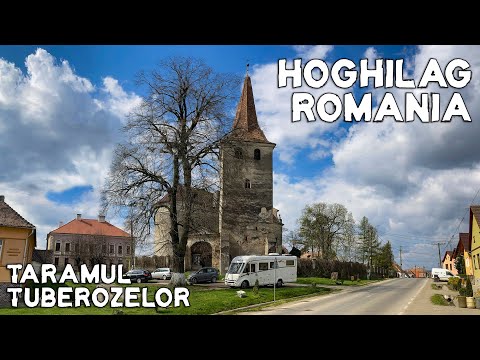 Hoghilag - tărîmul tuberozelor. Discover Romania