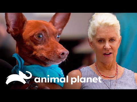 Cariñoso perro con problemas de convulsiones consigue un nuevo hogar |  Dr. Jeff, Veterinario