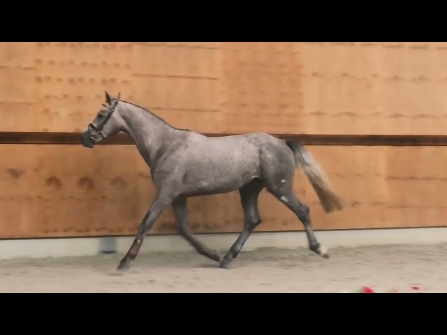 gaits