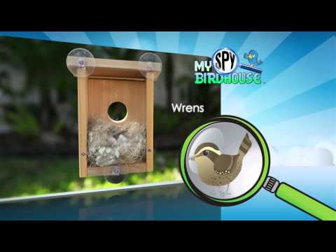 download lagu mp3 mp4 Mirrored Bird House, download lagu Mirrored Bird House gratis, unduh video klip Mirrored Bird House