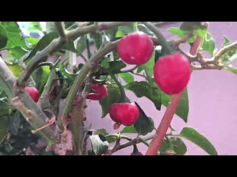 Akbarey ( Dalle Khursaani) | Super Spicy Red Chilli