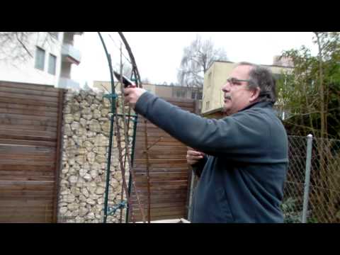 Schneiden im Garten 2011 Herr Inderkum 2v10 - Schnitt einer Kletterrose am Rosenbogen