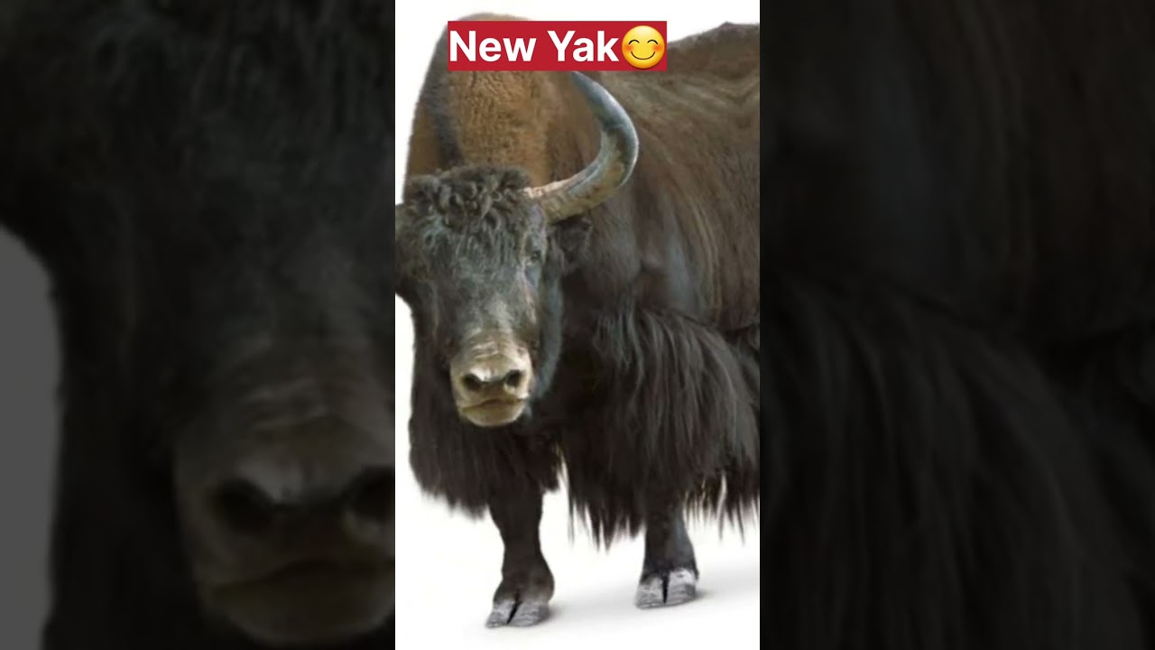 New Yak vs Old Yak 😈|| #shorts #virlashort #adventure #trending