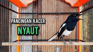 Download lagu SUARA BURUNG kacer gacor NGEPLONG tarung konslet ini ampuh buat PANCINGAN KACER agar EMOSI mp3