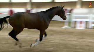 Video of Birkhof's Thapelo FBW