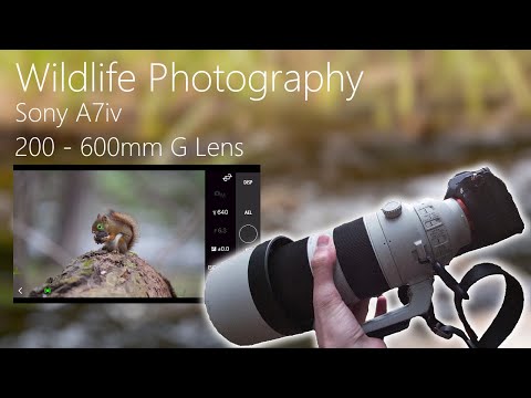 Wildlife Photography With The Sony A7IV
