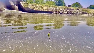 Bobber Fishing a River is a Fun way to Catch these Fish!