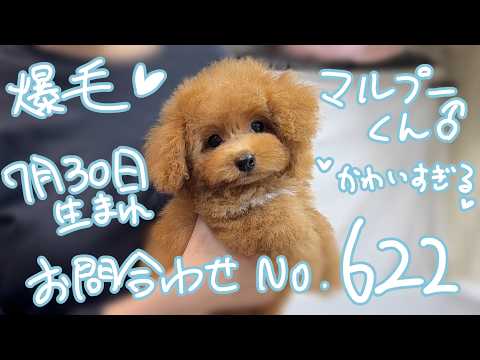 YouTube動画のサムネイル