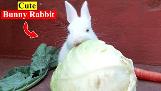 Cute Little Rabbit Eating Some Food | Pet Rabbit | Bunny Rabbit | Birds and Animals Planet