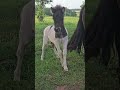 Pouliche Shetland 2026