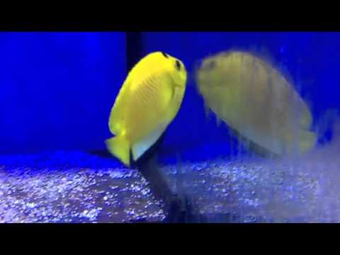 Aqua Tropica - Dreipunkt Kaiserfisch