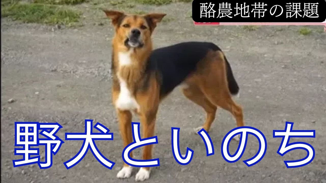 酪農地帯の野犬問題～保護と駆除～