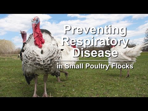 3-Part Video Series: Poultry Respiratory Diseases - PVMA