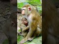 Best video of Lily asking for milk from Lynx baby. #monkeybaby #monkeylife