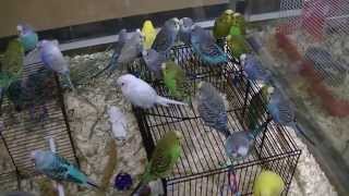 What Budgie Would You Choose