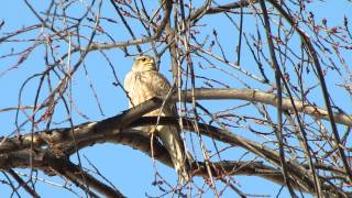preview picture of video 'Richardson's Merlin, Katepwa Beach, SK March 29, 2015'