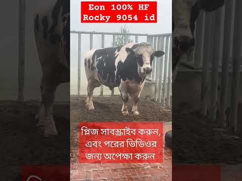 ইয়ন ব্রান্ড কোয়ালিটি সম্পুর্ন ষাঁর|Eon Cattle Genetics||Biggest Breding Bulls||big bull|Eon Genetics