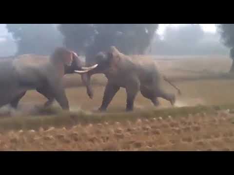 Kumki komban fight | elephant fight #elephant #kumki #komban #aanai