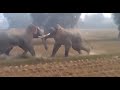 Kumki Komban Fight Elephant Fight Elephant Kumki Komban Aanai