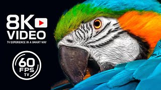 THE LIVING PLANET – ANIMALS IN REAL 8K ULTRA HD - 4K TV HDR DEMO 60FPS