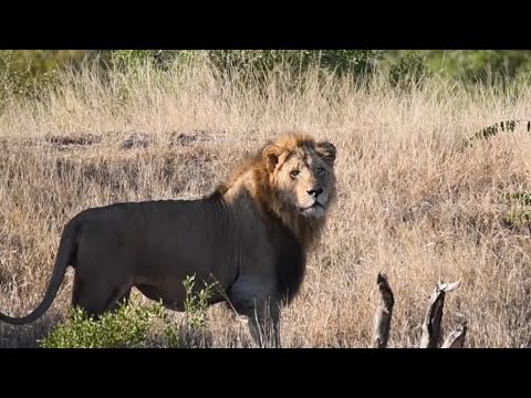 Orpen Male( Buddy) calls out for females!