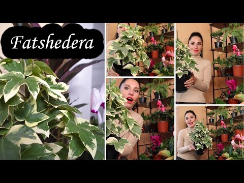 , title : 'Fatshedera Lizei Variegata | Tree Ivy | You MUST know this!!'