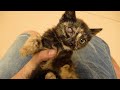I Caught A New Kitten With A Blind Eye