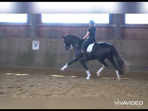 8-jähriger Wallach von BRETTON WOODS