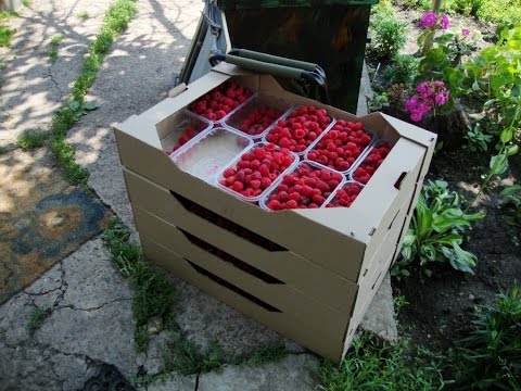 Машинная сборка малины