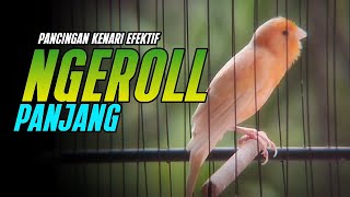 Download lagu KENARI GACOR PANJANG NGEREK ROL RAPAT CUIT CUIT AMPUH UTK PANCINGAN KENARI PAUD BELAJAR BUNYI mp3 Download lagu KENARI GACOR PANJANG NGEREK ROL RAPAT CUIT CUIT AMPUH UTK PANCINGAN KENARI PAUD BELAJAR BUNYI mp3