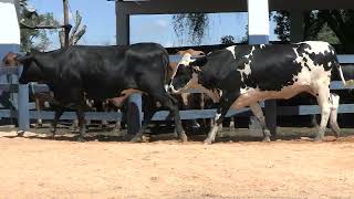 Vídeo 157 - 1ª ETAPA MEGA LIQUIDAÇÃO TOTAL AGROPECUÁRIA MARAJOARA - DIA 4 | GADO GIROLANDO E HOLANDÊS