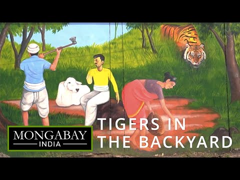 The overlooked cost of living with tigers | Maharashtra