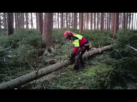 Motorsägenkurs - Entastung