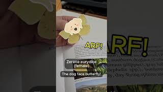 Download lagu SOUTHERN ARIZONA BUTTERFLIES - Journeys of a Pure Naturalist by Joe Billings mp3 Download lagu SOUTHERN ARIZONA BUTTERFLIES - Journeys of a Pure Naturalist by Joe Billings mp3