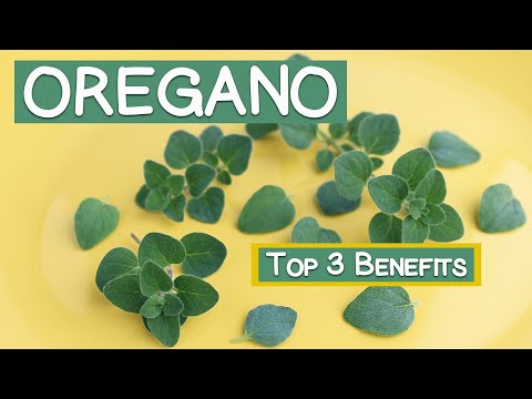 Top 3 Benefits of Oregano | Leaves and Oil