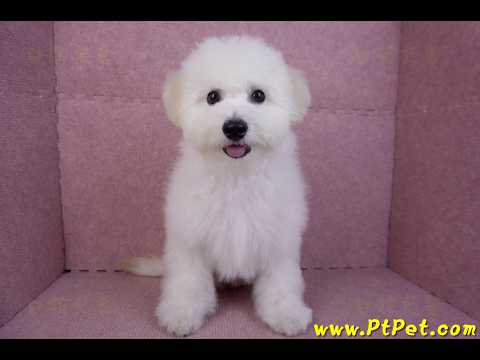 07/22比熊犬公幼犬(屏東市)