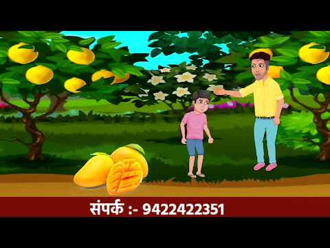 Yellow alphonso mango