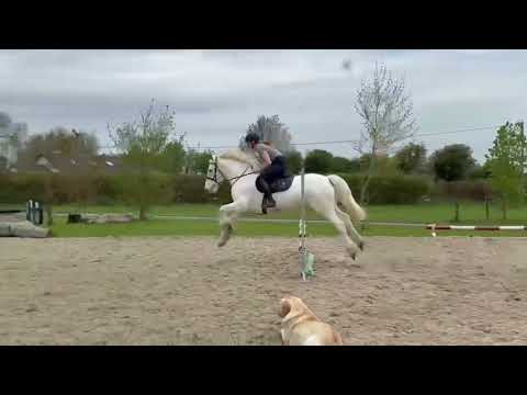 15/1 gelding for sale - Image 2