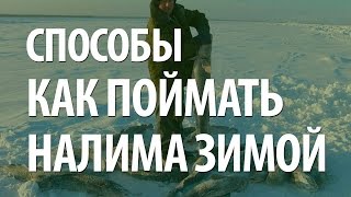 На что клюёт налим зимой