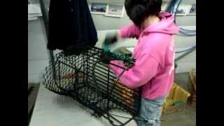 ANNASTONE CREELS IN PRODUCTION