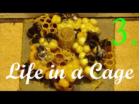 Bumblebees - Life in a Cage: Part 3/10 - 30th day of Breeding - 10 typical Bombus terrestris nests