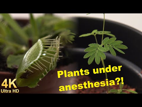 Plants under anesthesia