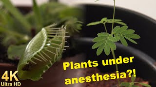 Plants under anesthesia