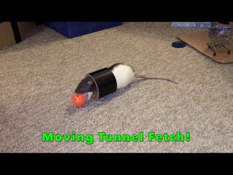 Cream Learns Rolling Tunnel Fetch