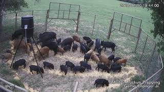 42 hogs one drop.  &quot;For licensing or Usage contact licensing@viralhog.com